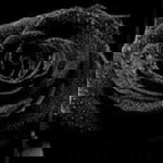 nevha dc profile icon