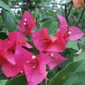 Syifa Rahayu Al Hasanudin profile icon