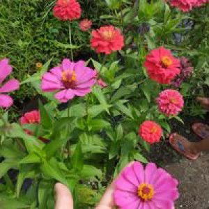 Rifiani Hidayati profile icon