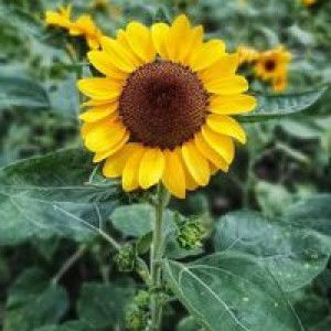 Anh Railer profile icon