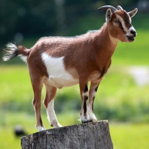 wahidatul munirah profile icon