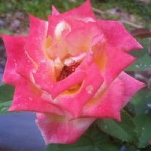 Fitrie Arfiani profile icon