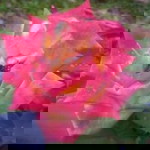 Fitrie Arfiani profile icon