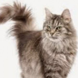 nurhayati saleh profile icon