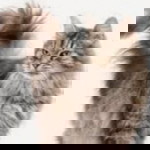 nurhayati saleh profile icon