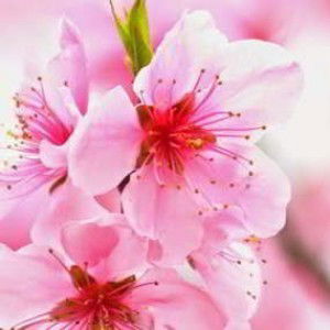 Ruzziana Ramley profile icon