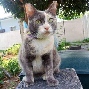 แม่สวย เหมียวเหมียว profile icon