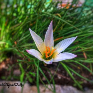 Zalfaazalea Sukindar profile icon