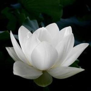 Trồng Rau Sân Thượng profile icon