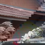 Susiarisona profile icon