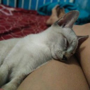 patricia tomas profile icon