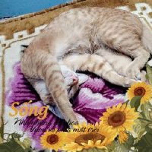 Ngọc Trinh profile icon