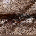 John Nigels Sapilan Sipe profile icon