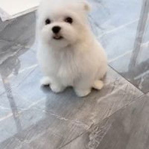 แคทแมว นานาลา profile icon