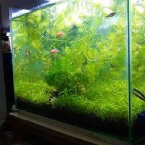 Ishma Kholida Fatin profile icon