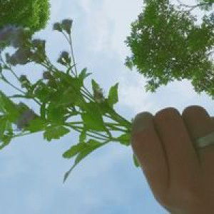 Indah Lestari profile icon