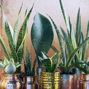 Nur Anita profile icon