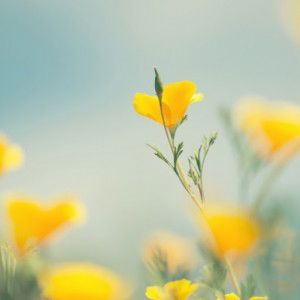 lina raff profile icon