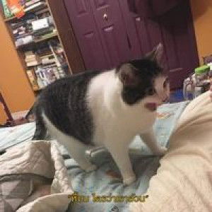 Atitaya Phalasep profile icon