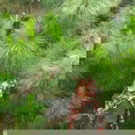 Wiliyani Eka R profile icon