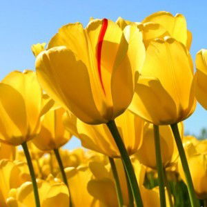 rizky indraswari profile icon