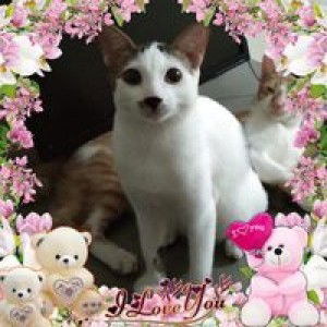 Ming Ho profile icon