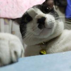 Lovely Layug Langit profile icon