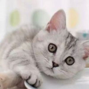 putri utami profile icon