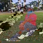 Ro Sia Lda profile icon