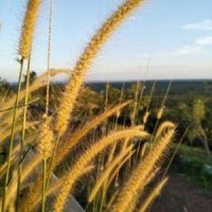 Ilma Nafiani profile icon