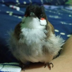 HeartAnime profile icon