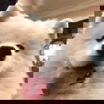 Rossarin Lakketkarn profile icon