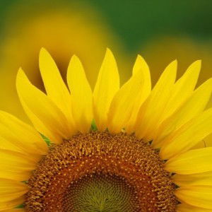 Utami Putri Mohune profile icon