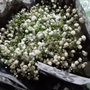 Thỏ Ròm profile icon