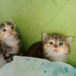 Sinta Nisrina profile icon