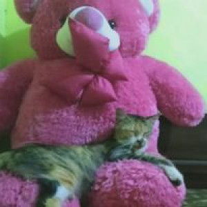 Ani Setiawati profile icon