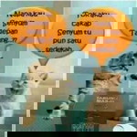 Pupu Wulanda profile icon