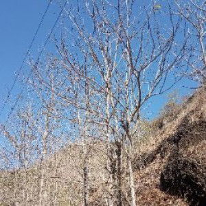 irna multahada profile icon