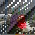 Siti Nurjanah profile icon