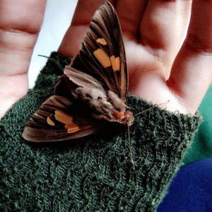 mutmainah am profile icon