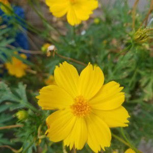 Silvia Anggraini Totodiardjo profile icon