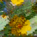 Silvia Anggraini Totodiardjo profile icon