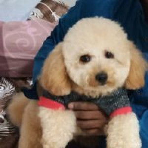 Reka Pannir profile icon