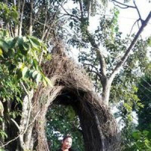 Quennie Rose Eupalao profile icon