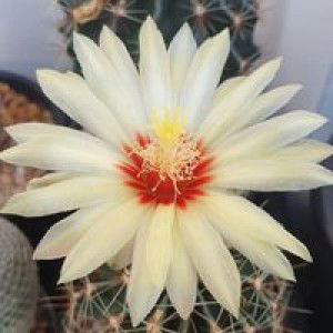 สวน ข้างบ้าน profile icon