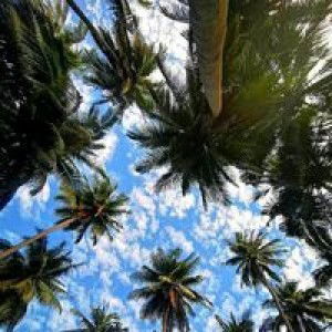 Salima Palao Macauntong profile icon