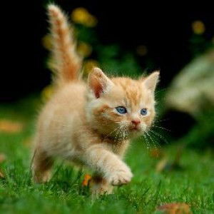 mawar terluka profile icon