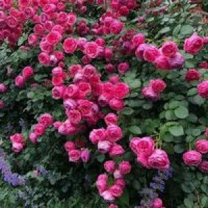 Agus Tina profile icon