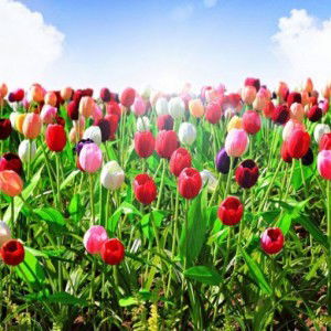 QuyLoan Nguyen (AA) profile icon