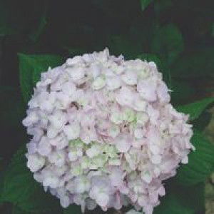 Trinh Nguyen profile icon